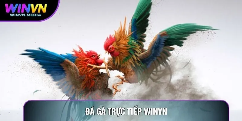 Đá Gà Trực Tiếp Winvn