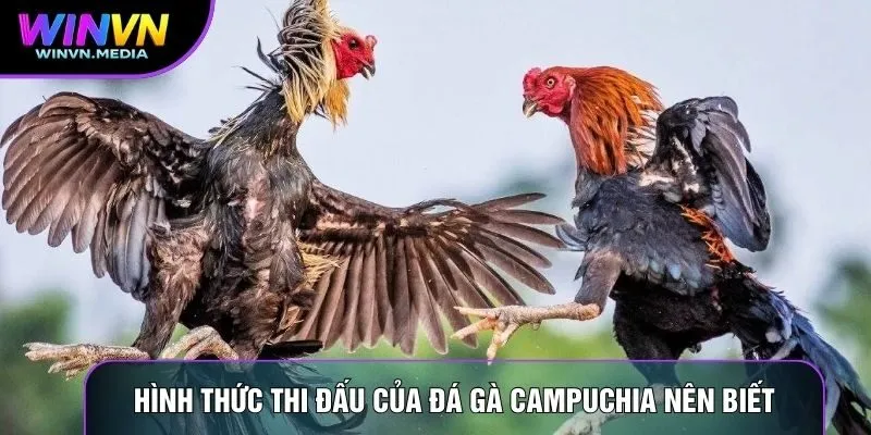 Hình thức thi đấu của đá gà Campuchia nên biết