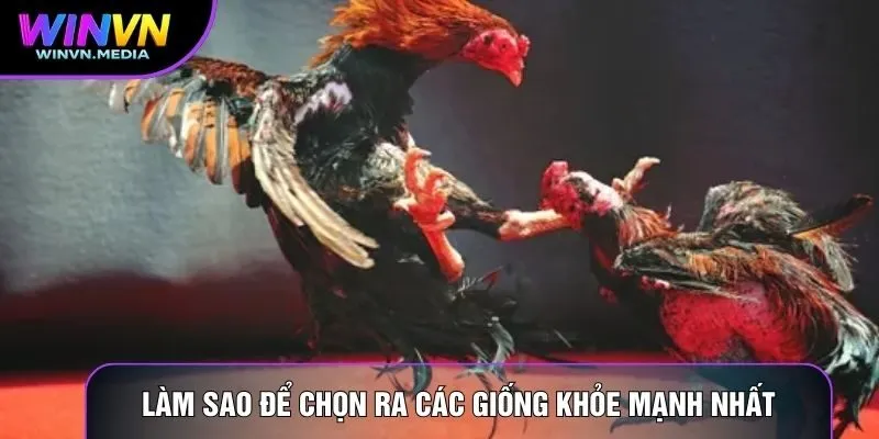 Làm sao để chọn ra các giống khỏe mạnh nhất